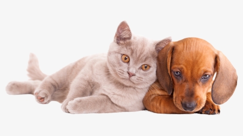 Transparent Perros Y Gatos Png - Dog And Cat, Png Download, Transparent PNG