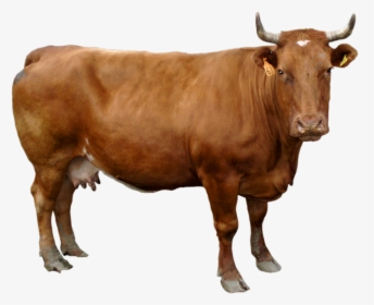 Cow Transparent, HD Png Download, Transparent PNG