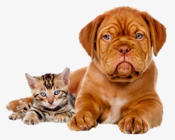 High Definition Dog And Cat, HD Png Download, Transparent PNG