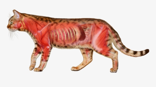 Los Perros Y Gatos Son Carnívoros - Anatomia Del Gato, HD Png Download, Transparent PNG