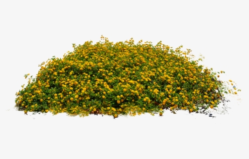 Transparent Bushes Clipart - Png Images Of Plants, Png Download, Transparent PNG