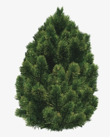 Pine Bush Trees - Pinon Pine Transparent, HD Png Download, Transparent PNG