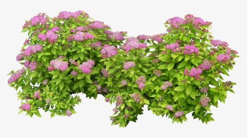 Green Bush Png - Fleurs Png Photoshop, Transparent Png, Transparent PNG