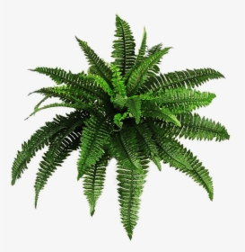 Plants Bush - Transparent Plant, HD Png Download, Transparent PNG