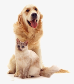 Perro Animales Gato - Gato Y Perro Png, Transparent Png, Transparent PNG