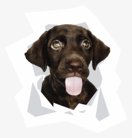 Cute Dog, HD Png Download, Transparent PNG