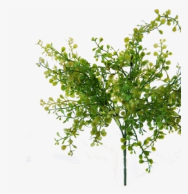 Flowerdutchess Myosotis Bush Green 25cm Edited - Tree, HD Png Download, Transparent PNG