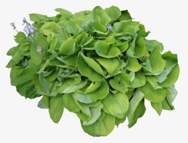 Herb Looks Like Parsley, HD Png Download, Transparent PNG