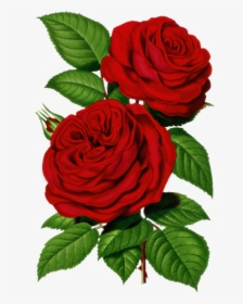 Victorian Red Rose Graphic - Good Morning Share Chat, HD Png Download, Transparent PNG