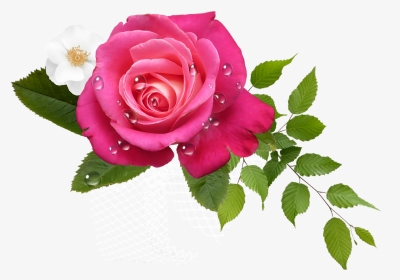 Rosas Rosa Png - Some People Only Love You As Much, Transparent Png, Transparent PNG