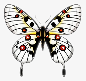 #butterfly #butterflies #papillon #mariposa #ftestickers - Clip Art Kupu Kupu, HD Png Download, Transparent PNG