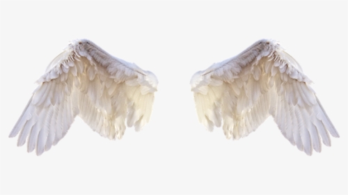 White Wings, Wings, Bird, Feathers, Freedom, Fly, Png - Feathers For Editing, Transparent Png, Transparent PNG