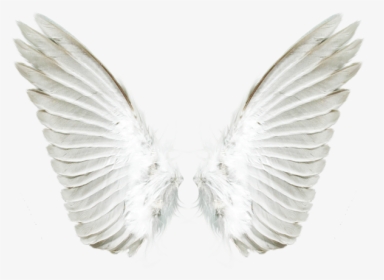 Angel Wing Png - Transparent Angel Wings, Png Download, Transparent PNG