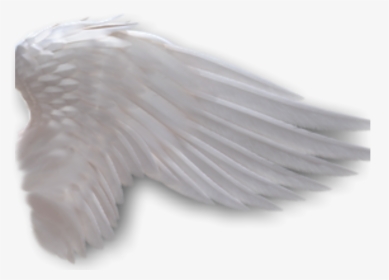 Angel Wings Anime Side View Download - Side View Angel Wing Transparent Background, HD Png Download, Transparent PNG