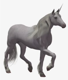 Unicorns With No Background, HD Png Download, Transparent PNG