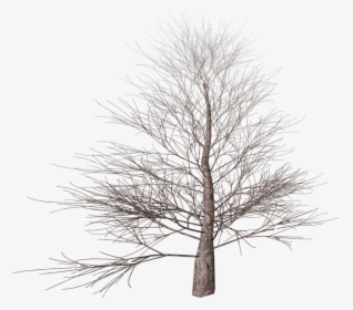 Transparent White Tree Png - Portable Network Graphics, Png Download, Transparent PNG