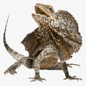 Frilled-lizard - Frill Necked Lizard Png, Transparent Png, Transparent PNG