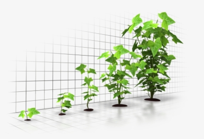 Six Incredible Ways To Grow Your Business Through Digital - Tree Grow Up Png, Transparent Png, Transparent PNG