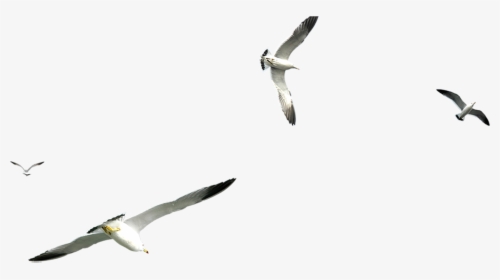 Flight Gulls Airplane - Transparent Background Flying Seagull Png, Png Download, Transparent PNG