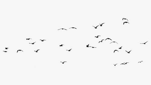 Bird Gulls Silhouette Clip Art - Flock Of Seagulls Png, Transparent Png, Transparent PNG