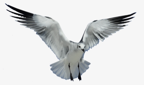 Download Gull Bird Png Transparent Images Transparent - Transparent Background Flying Bird Png, Png Download, Transparent PNG