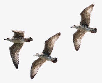 Gulls, Flying, Isolated, Seagull, Bird, Water Bird - Louise Hays Sleep Meditation, HD Png Download, Transparent PNG