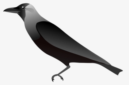 Raven Png - Outline Pic Of Crow, Transparent Png, Transparent PNG