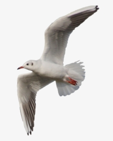 Flying Seagull Png, Transparent Png, Transparent PNG