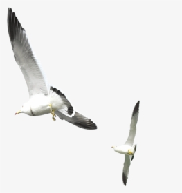 Flying Seagull Png Download - Seagull On White Background Free, Transparent Png, Transparent PNG