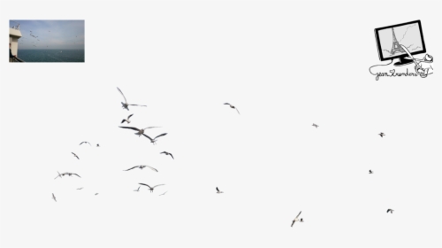 Seagull Png - Flock, Transparent Png, Transparent PNG