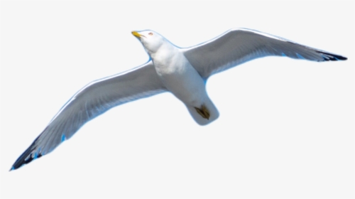 Transparent Seagull Flying Png - European Herring Gull, Png Download, Transparent PNG