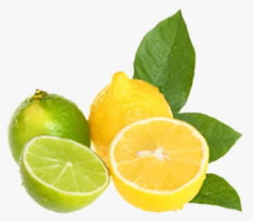Lemon And Limes Clipart, HD Png Download, Transparent PNG