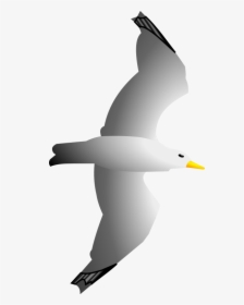 Seagull Clipart Clip Art Library - Clipart Sea Gull Png, Transparent Png, Transparent PNG