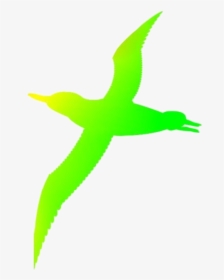 Colorful Flying Seagull Transparent Png - Flying Seagull Clipart, Png Download, Transparent PNG