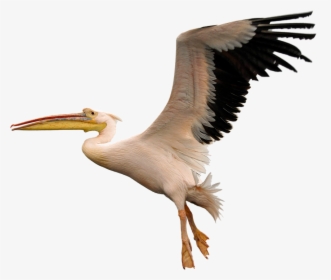 Transparent Seagulls Flying Png - American White Pelican Png, Png Download, Transparent PNG