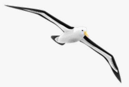 Transparent Seagulls Flying Png - Albatross Gif Png, Png Download, Transparent PNG