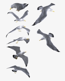 Flying Seagull Png - Seagulls In Flight Png, Transparent Png, Transparent PNG