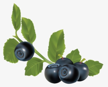 Blueberries Png - Herbs For Urinary Stones, Transparent Png, Transparent PNG