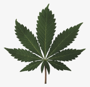 High Resolution Marijuana Leaf, HD Png Download, Transparent PNG