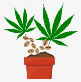 Marijuana Seeds - Illegal Weed, HD Png Download, Transparent PNG