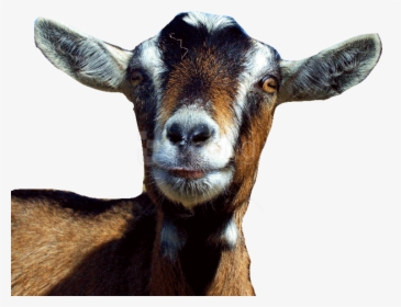 Transparent Goats Png - Goat Head Transparent Background, Png Download, Transparent PNG