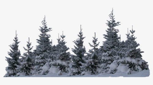Transparent Snow Tree Png, Png Download, Transparent PNG