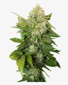 Transparent Marijuana Clipart - Transparent Background Weed Png, Png Download, Transparent PNG