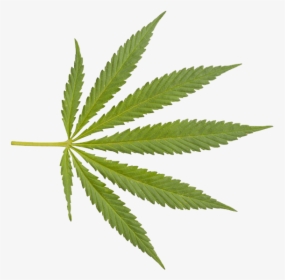 Marijuana Closeup Weed Png - Weed Leaf Transparent Background, Png Download, Transparent PNG