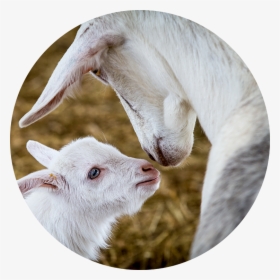 Only Export-grade, High Quality Goat Milk Is Used In - Sheep, HD Png Download, Transparent PNG
