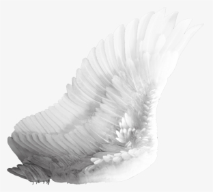 Wings Png - White Bird Wing Png, Transparent Png, Transparent PNG
