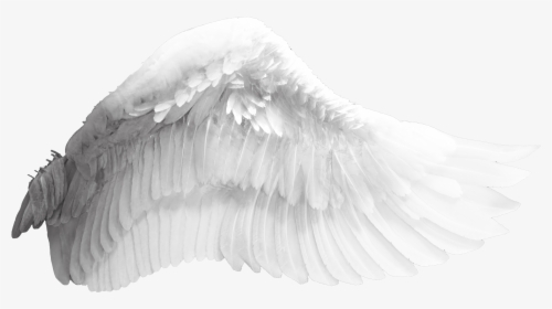 Wing Download Bird - Wings Transparent Background Free, HD Png Download, Transparent PNG