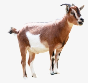 Goat Png Image Transparent Background - Brown And White Goats, Png Download, Transparent PNG
