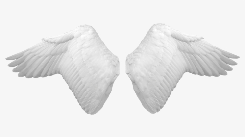 White Wings - Angel Wings Psd, HD Png Download, Transparent PNG