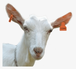 Goat Head Png, Transparent Png, Transparent PNG
